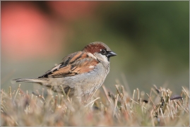 <p>VRABEC DOMÁCÍ (Passer domesticus) /House sparrow - Haussperling/</p>